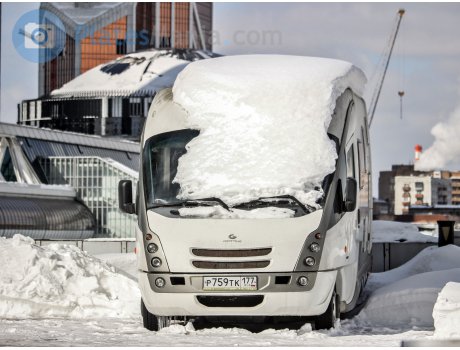 р759тк177, GiottiLine Genetics