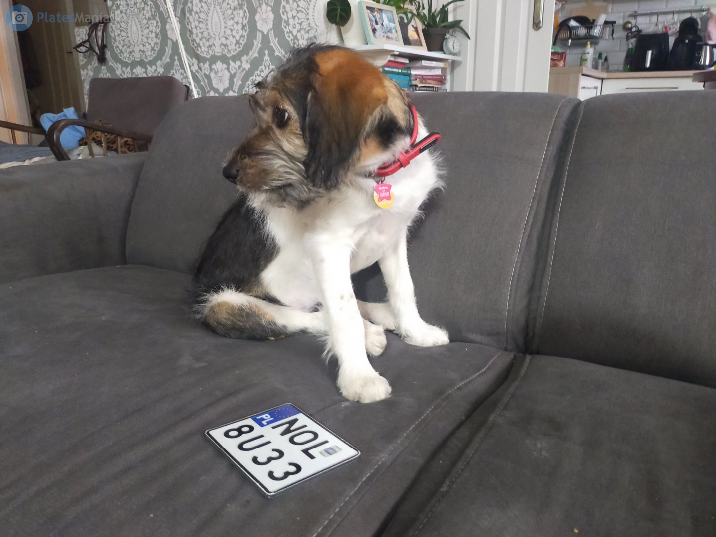 NOL 8U33, License plate without vehicle 