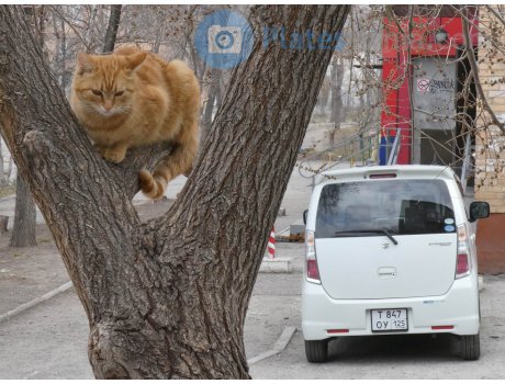 т847оу125, Suzuki Wagon R