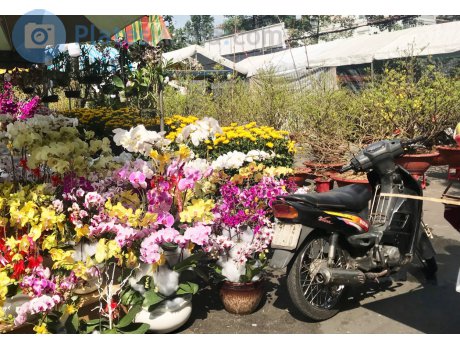 51-T4 8200, Suzuki Viva