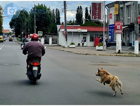 BX 1498 AA, Suzuki Address