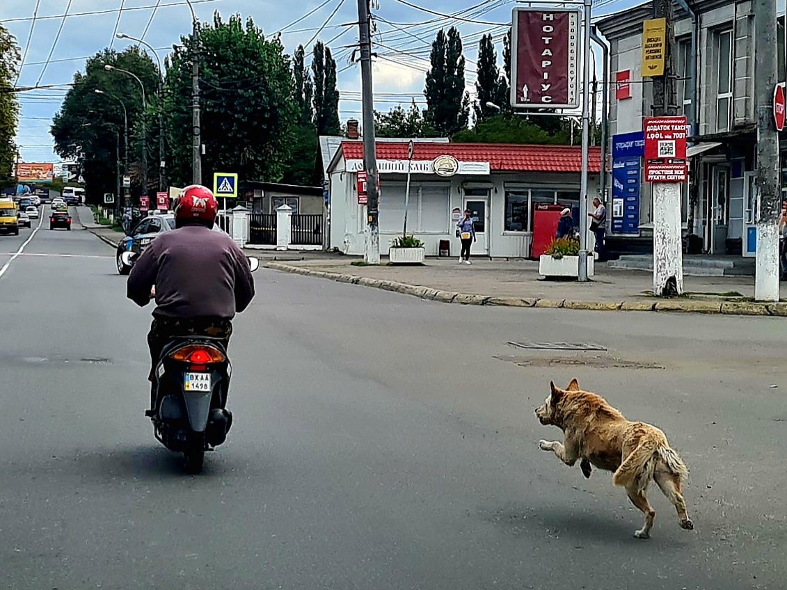 BX 1498 AA, Suzuki Address 