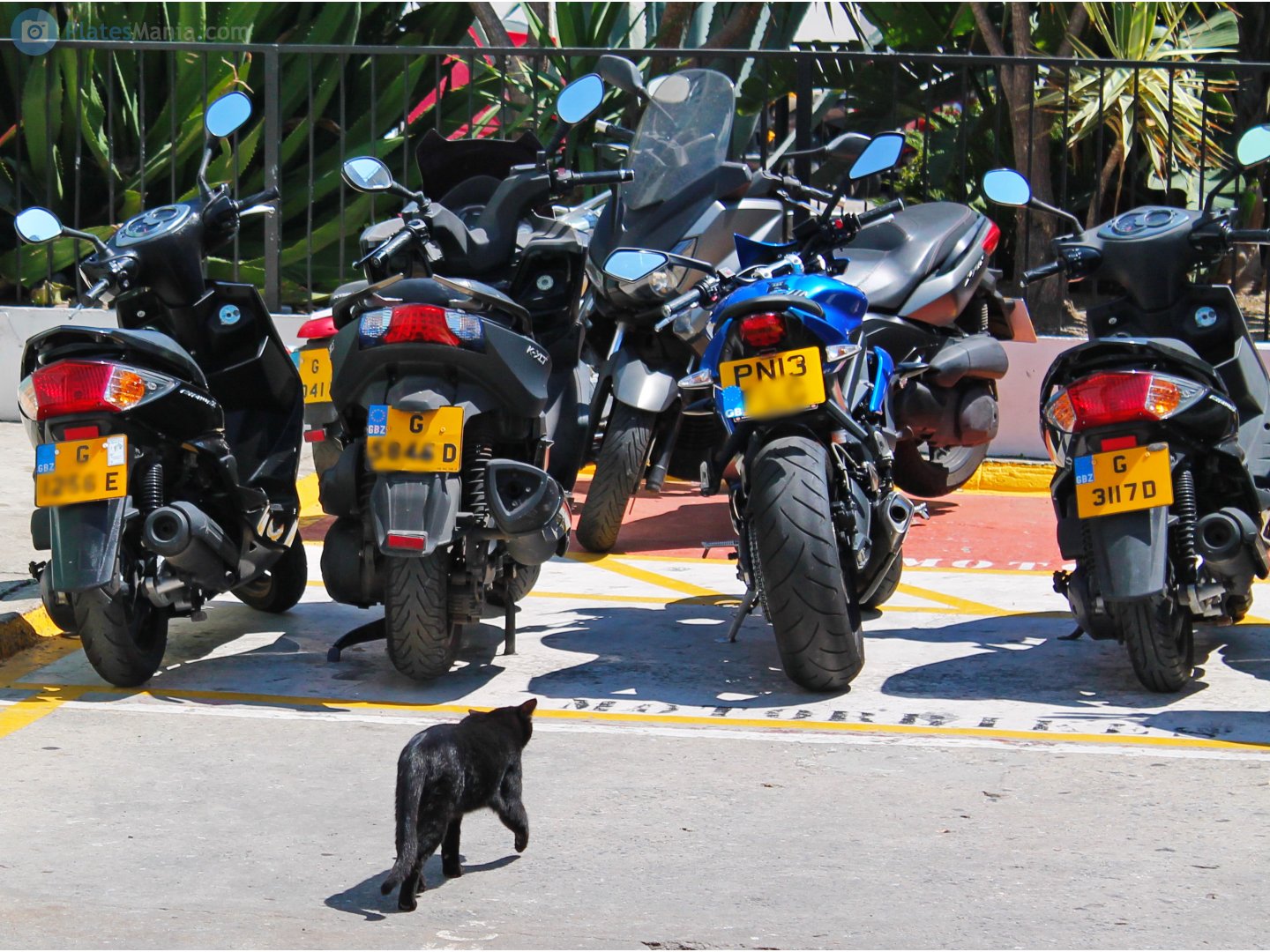 G 3117 D, Yamaha Cygnus 