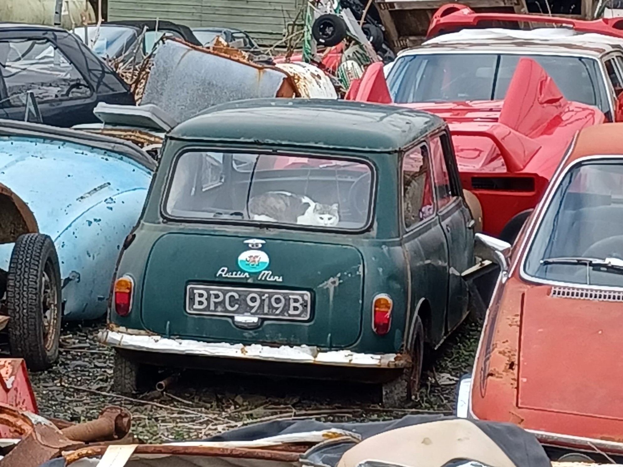 BPC919B, Austin Mini 