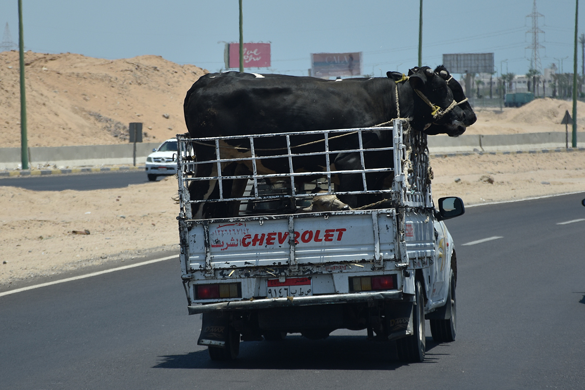 ٩١٤٦ بطص, Chevrolet T-Series 