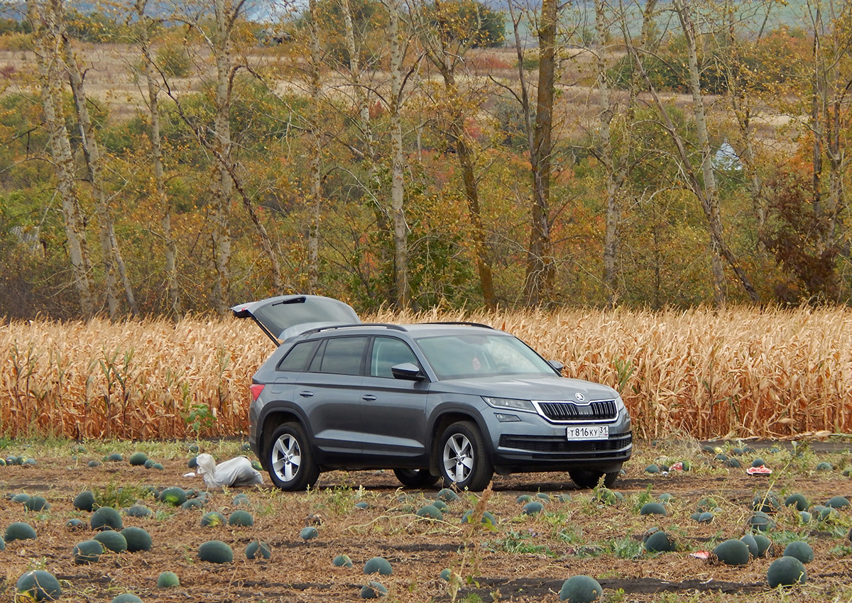 т 816 ку 31, Skoda Kodiaq 