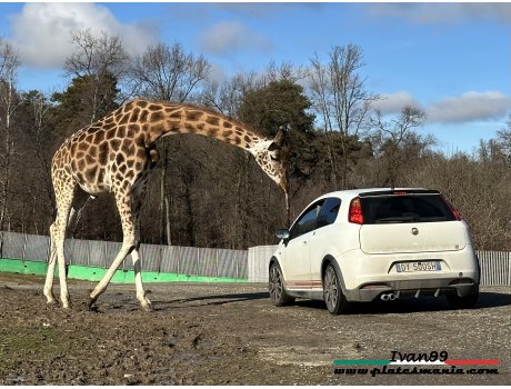 DY 500 SH, Abarth Grande Punto