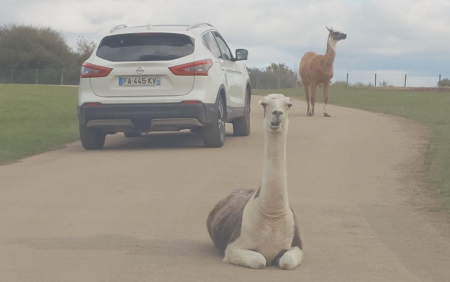 FA-445-KV, Nissan Qashqai 2nd gen (J11), facelift, 2017–2021 (–2024 for others)