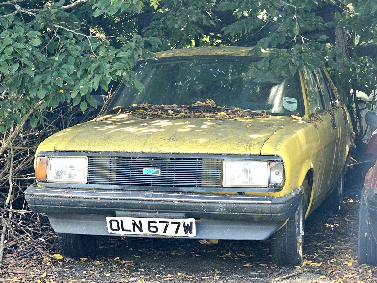 OLN677W, Morris Ital 1st gen Sedan (ADO73), 1980–1984
