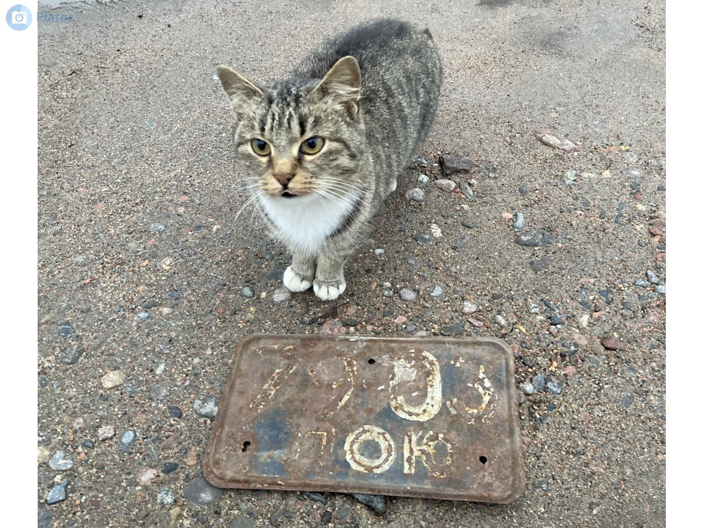 7903 ЛОЮ, License plate without vehicle 