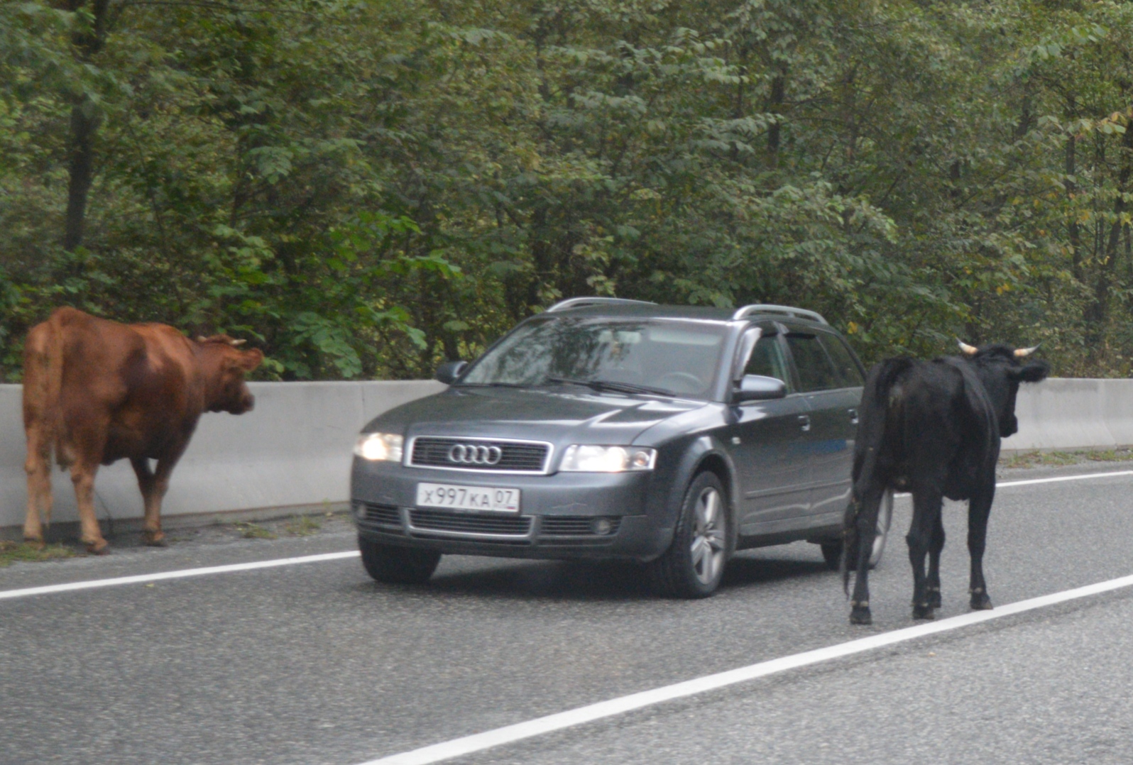 х 997 ка 07, Audi A4 