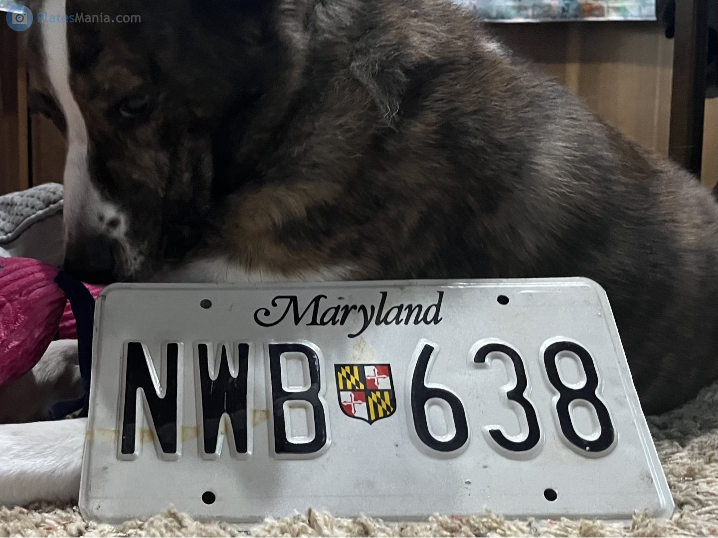 NWB 638, License plate without vehicle 